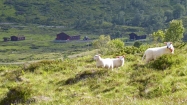 Bezstarostné ovce pri Rodalsetre