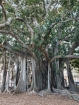 Rozprávkové stromy v parku Giardino Garibaldi
