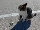 Cestou pri Krke sme svedkami neľútostného súboja mačky a modlivky s vopred jasným výsledkom: mínus jedna modlivka...