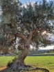 Mysteriózny olivovník, v ktorom by možno Munch našiel inšpiráciu pre svoj Výkrik