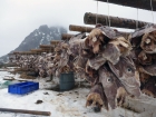 Rybársky priemysel je na Lofotoch stále dôležitou súčasťou miestnej ekonomiky