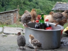 Aj miestne sliepky dostali chuť na chladenú kolu a pivo