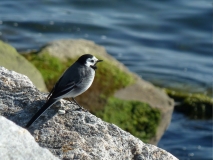 Vtáčik  na brehu Moldefjorden