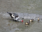 Na rozdiel od nás si kačacia rodinka monzúnový dáždik evidentne užíva