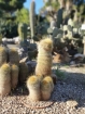 Ani sme netušili, koľko druhov kaktusov všetkých možných tvarov a veľkostí existuje na našej planéte...