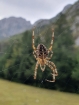 Majster pavúk a jeho web