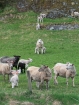 Ovce a ovečky pri jazere Gjerdsetvatnet