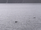 Cestou do dedinky Saebo pozorujeme vo fjorde húf delfínovitých rýb