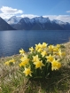 Jar sem tento rok zavítala skoro, dole pri fjorde už kvitnú narcisy