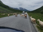 Cestou naspäť do Romsdalu v doline Eisdal dávame prednosť v jazde kozám