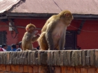 Cestou von z Pashupatinath stretávame ďalšiu opičiu rodinku striehnucu na nepozorných turistov