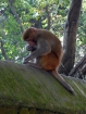 Na miestne opice radšej pozor - niektoré sú drzé a nemajú problém z ruky vytrhnúť napríklad foťák alebo peňaženku