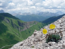 Príslušník flóry severných svahov Marmolady, Dolomity
